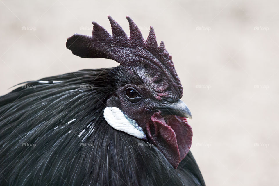 Close-up of rooster