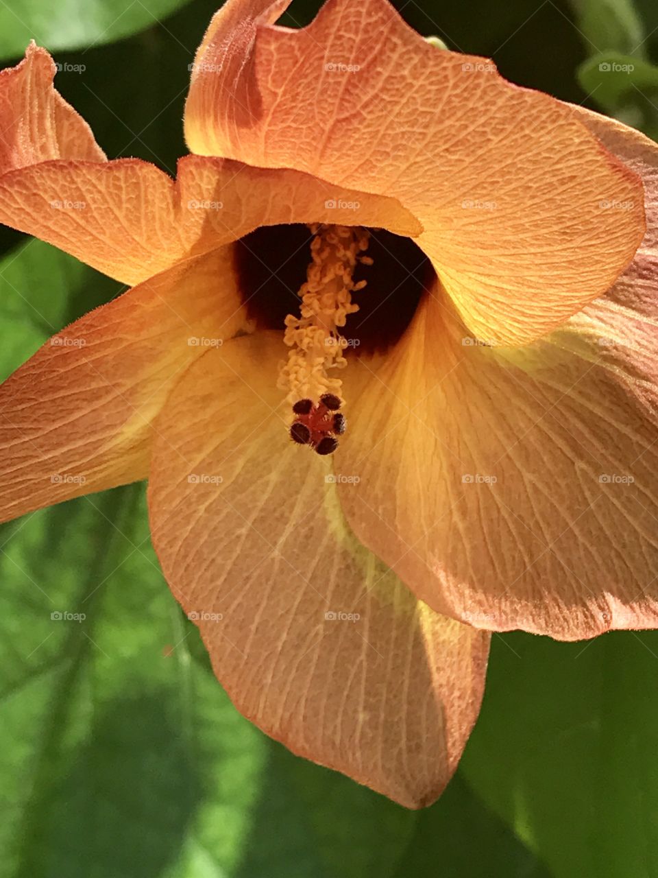 Orange Beautiful Flower