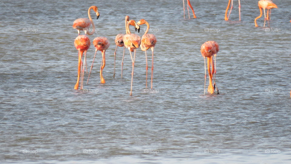 American Flamingo (Phoenicopterus ruber) Flamencos