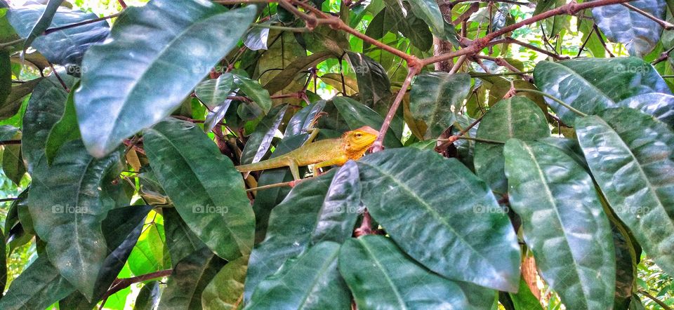 Iguana perched on belinjo plant
