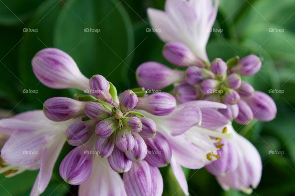 Closeup of lavender Hosta plant buds and blossoms