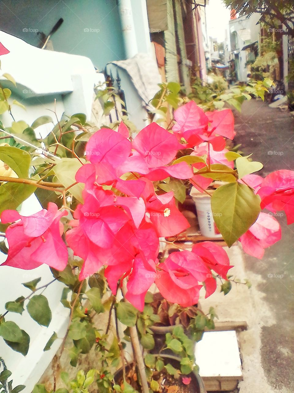 Beautiful flowers grow in front of the house