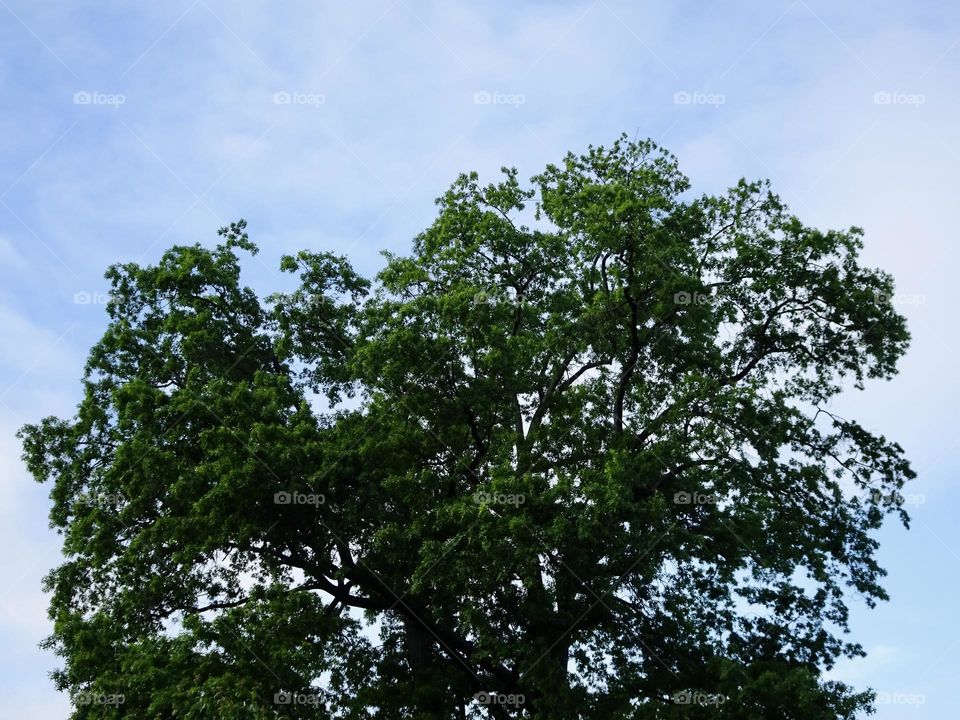 The trees against blue sky