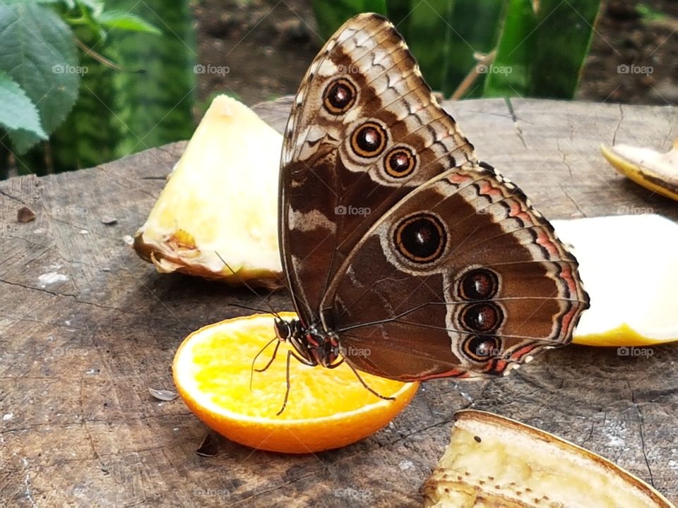 Butterfly and Orange