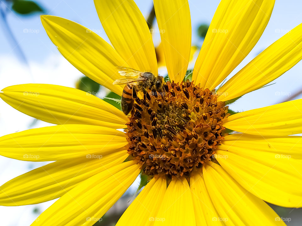 Honeybee pollinating North American common yellow sunflower.