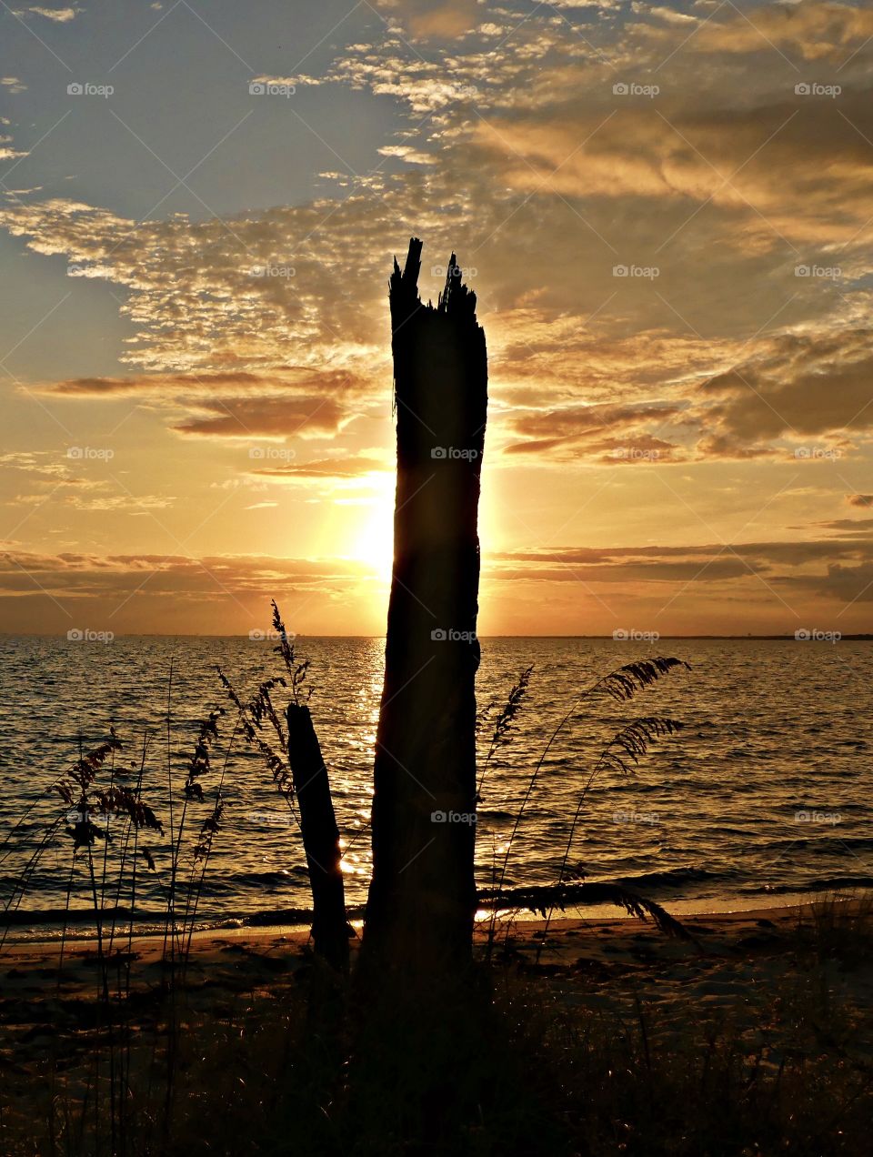 An old decaying tree trunk still standing on the sandy beach, in front of a brilliant sunset