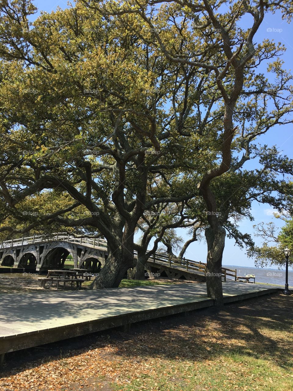 Nature bridge tree