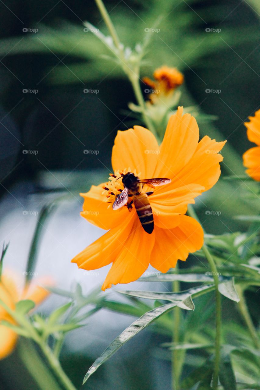 Honey bee , yellow flower 