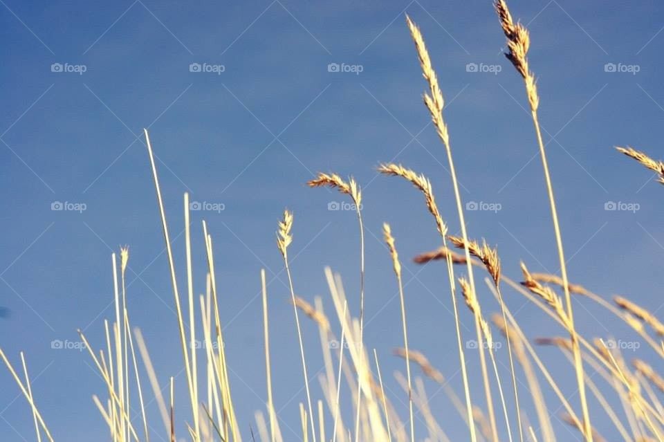 field blue sky by l.mcquater