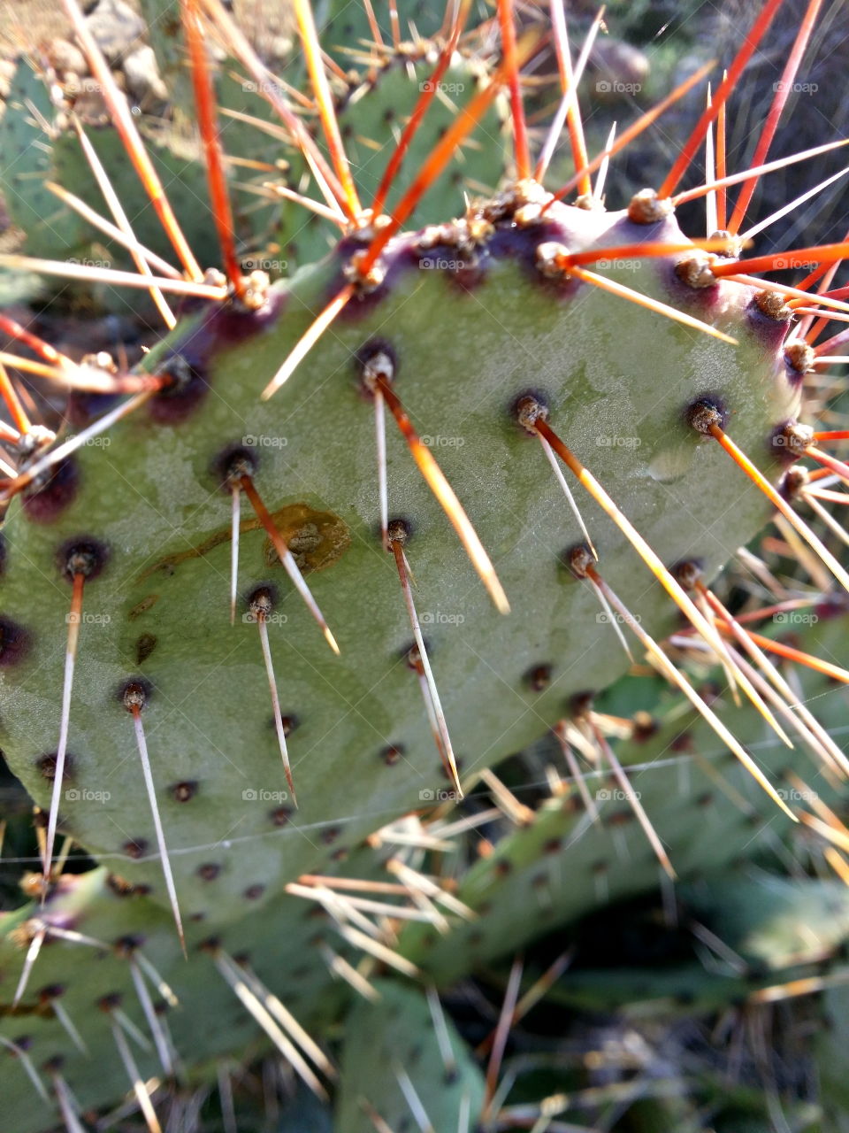 Cactus