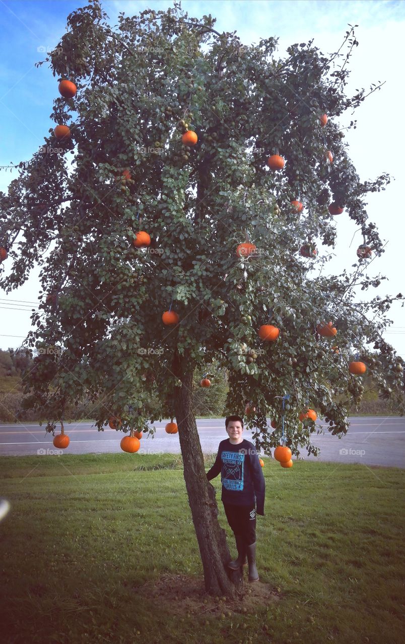 pumpkin tree