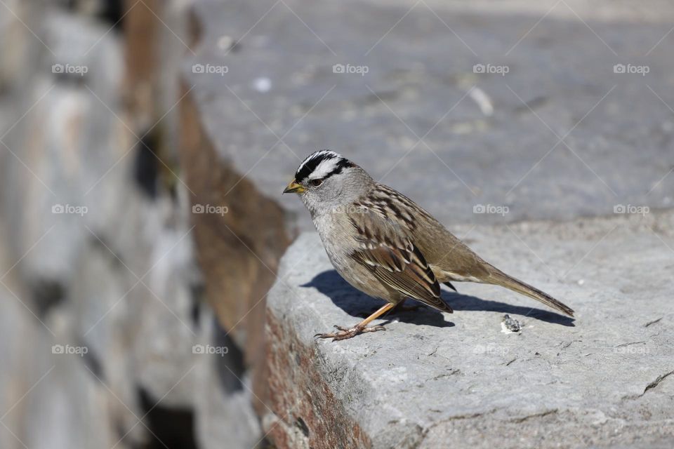 Sparrow on the rock