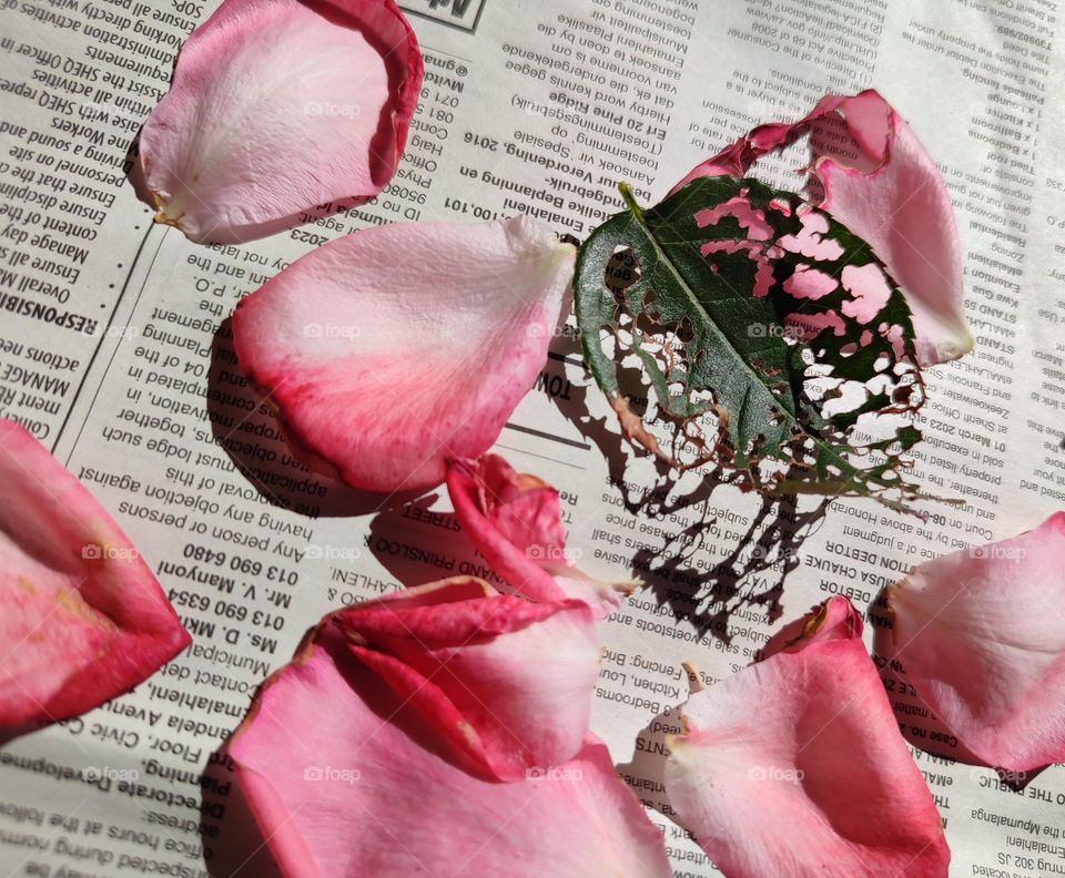 Rose petals on a newspaper with leaf shadow
