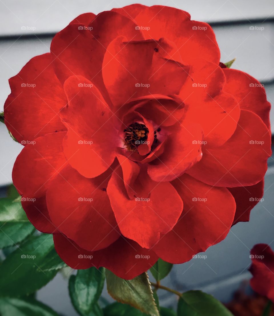 Red flower—taken in Schererville, Indiana 