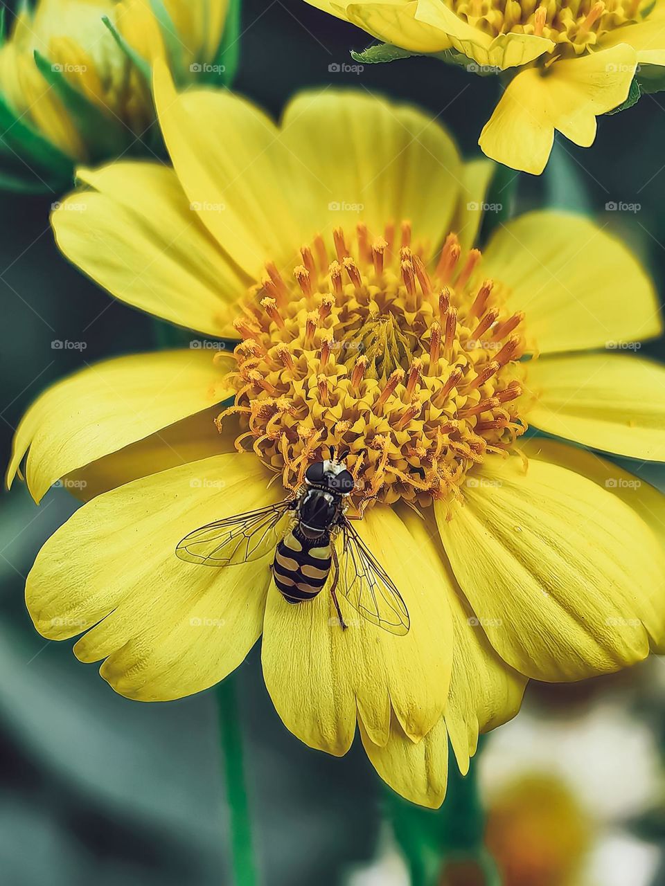 A bee on a flower