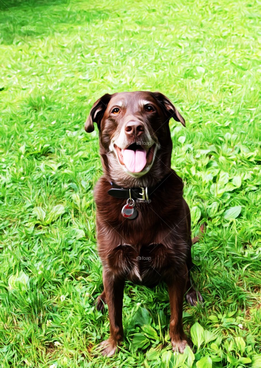 Smiling adult chocolate lab