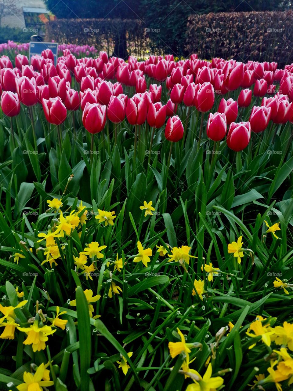 spring in the netherlands