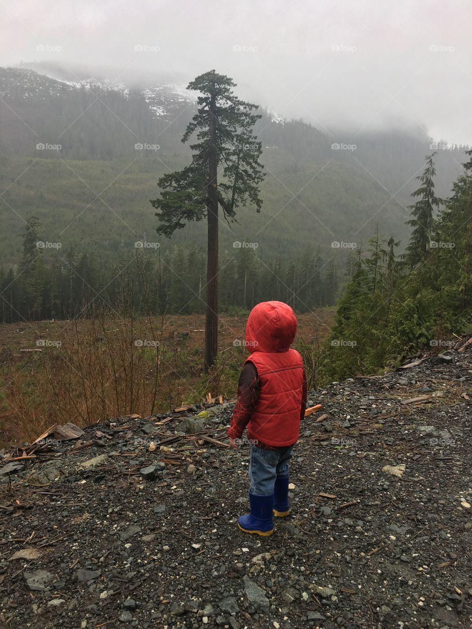 Toddler looks up at gigantic Douglas Fir tree. 