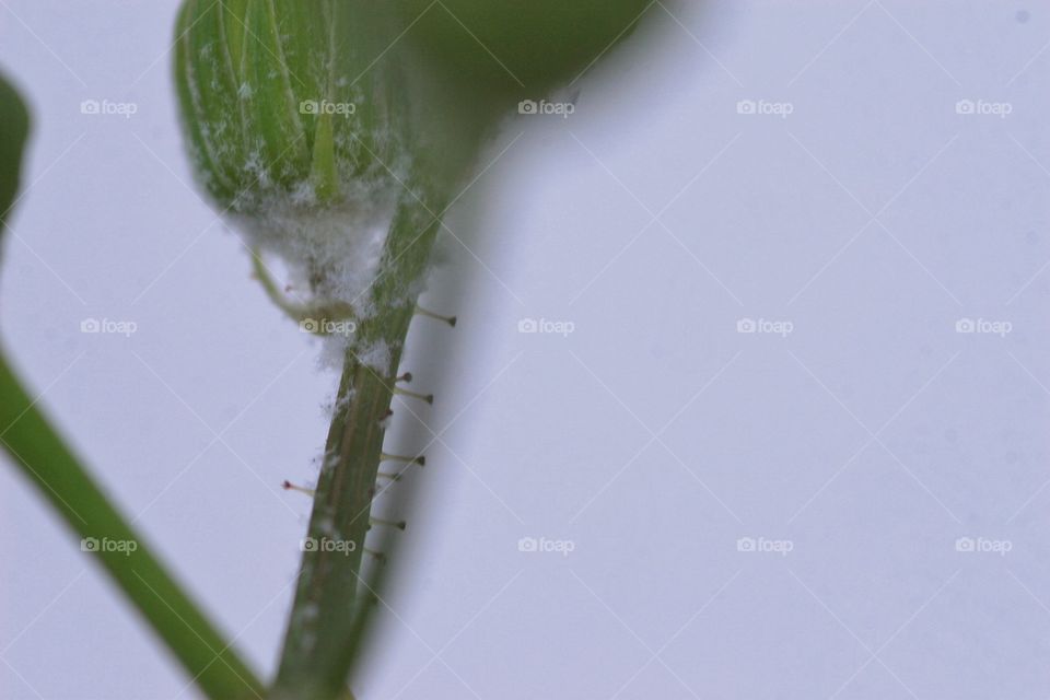 Dandelion's  stem mystery