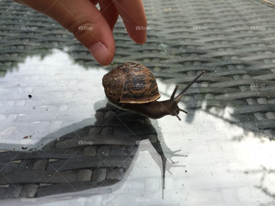Person's finger with snail