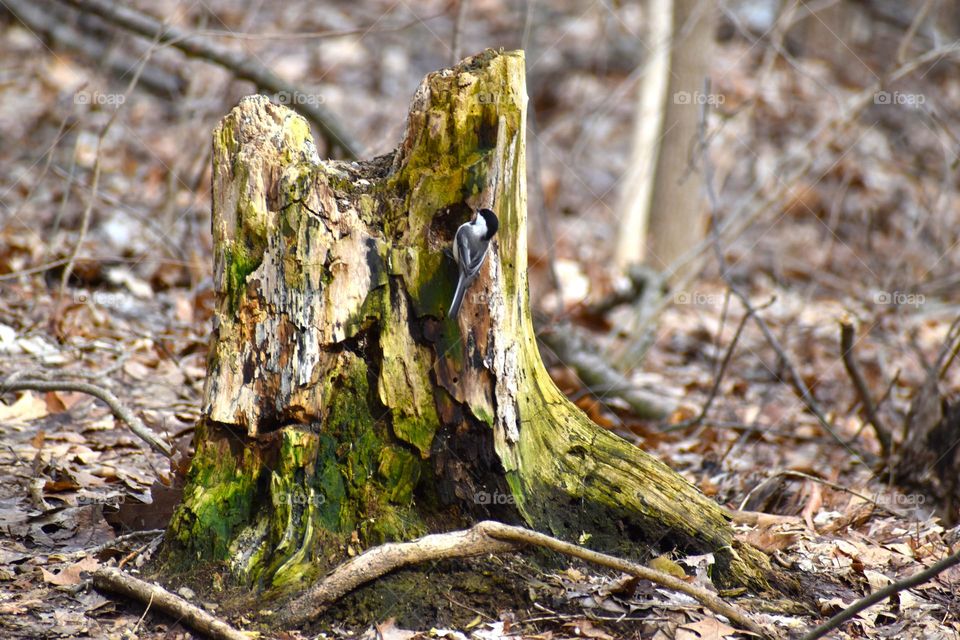 A small bird looks for food in the forest