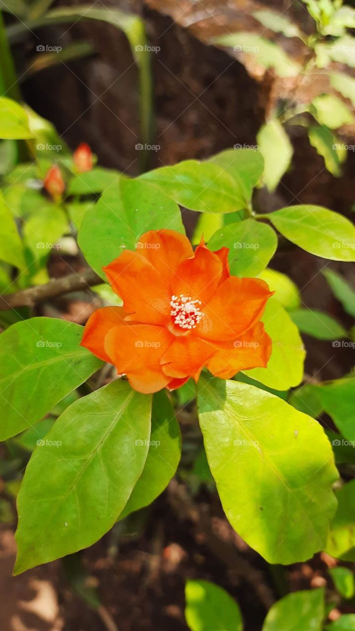 Beautiful Orange Flower, Beautiful Flower, Original Content, Natural Picture