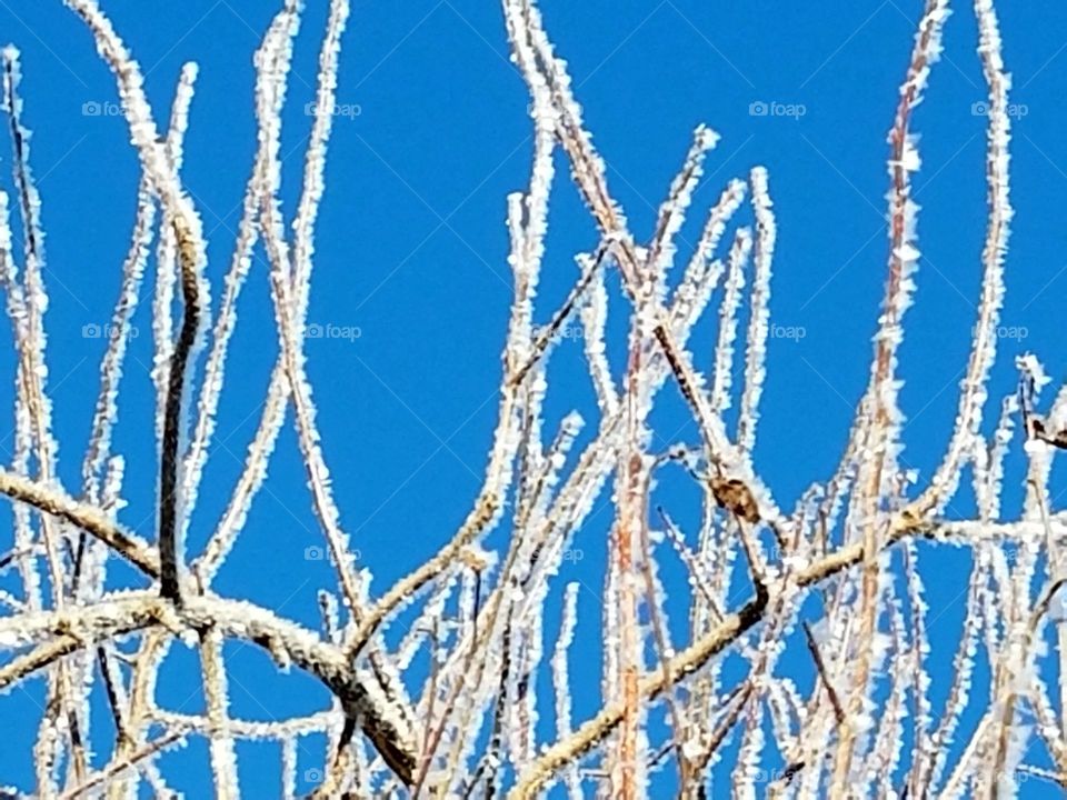 Frosty Trees