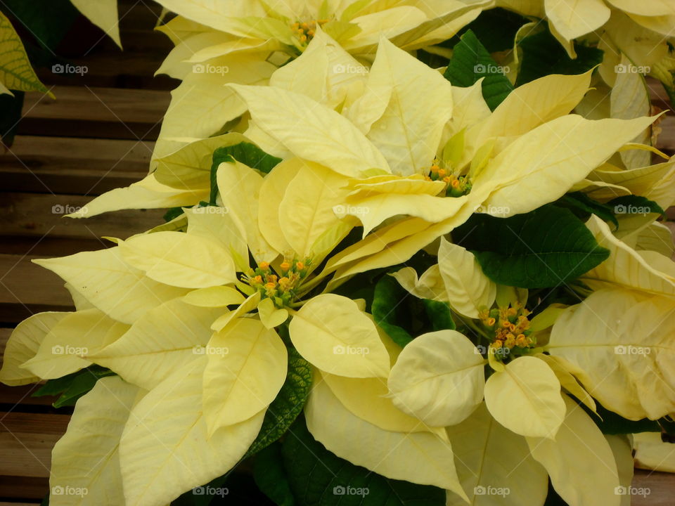 yellow poinsettia