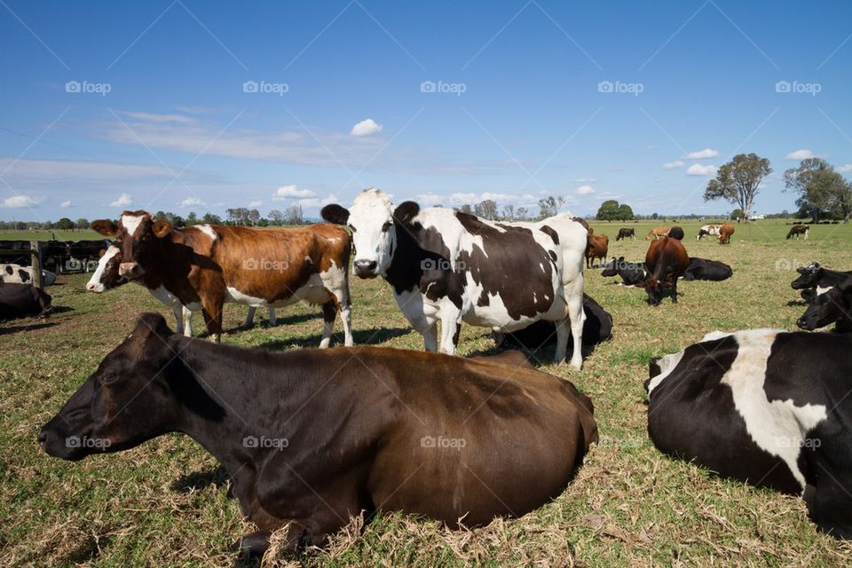 Cattle 