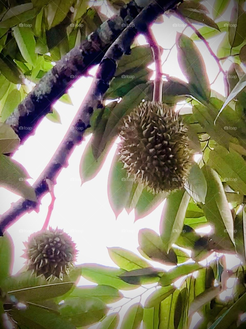 King of fruits kingdom