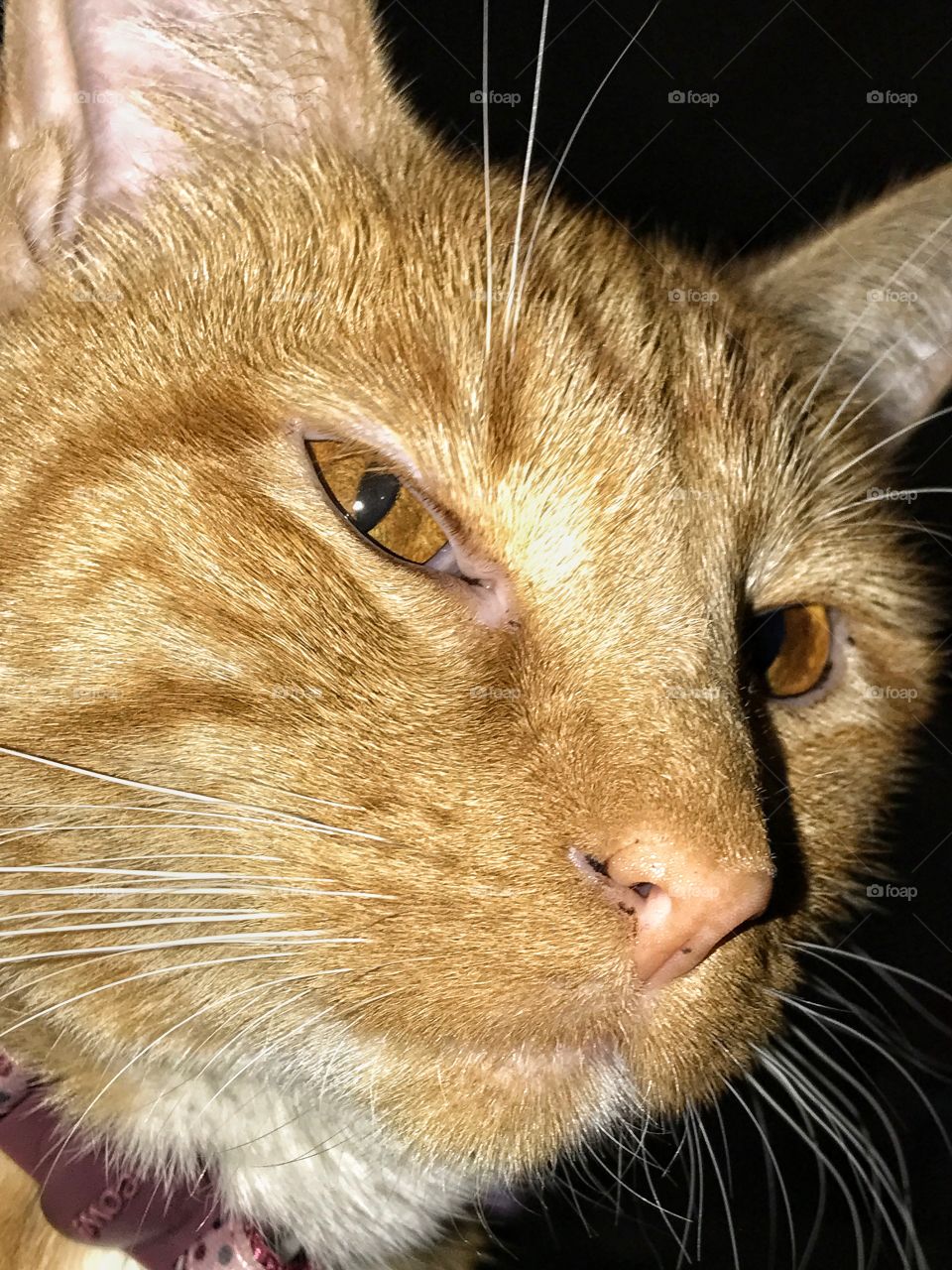 Oran Japanese Orange