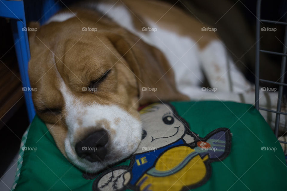 Beagle dog sleeping 