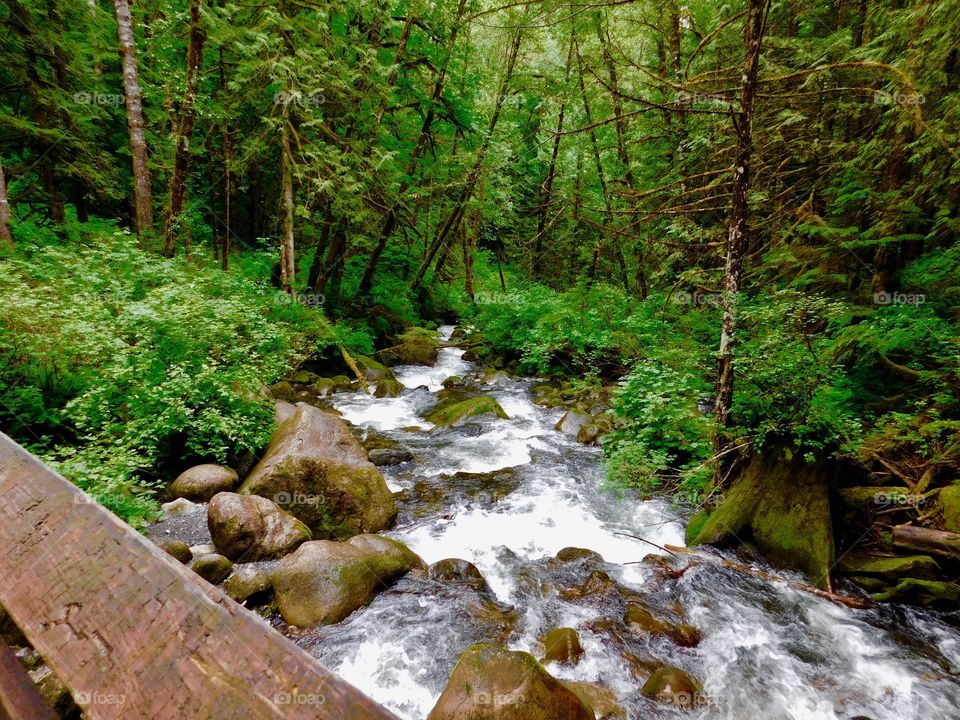 Water, Wood, Nature, Stream, River