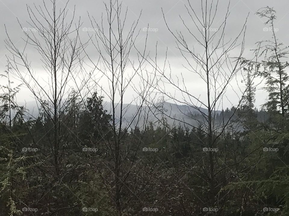 Mist with trees and mountain