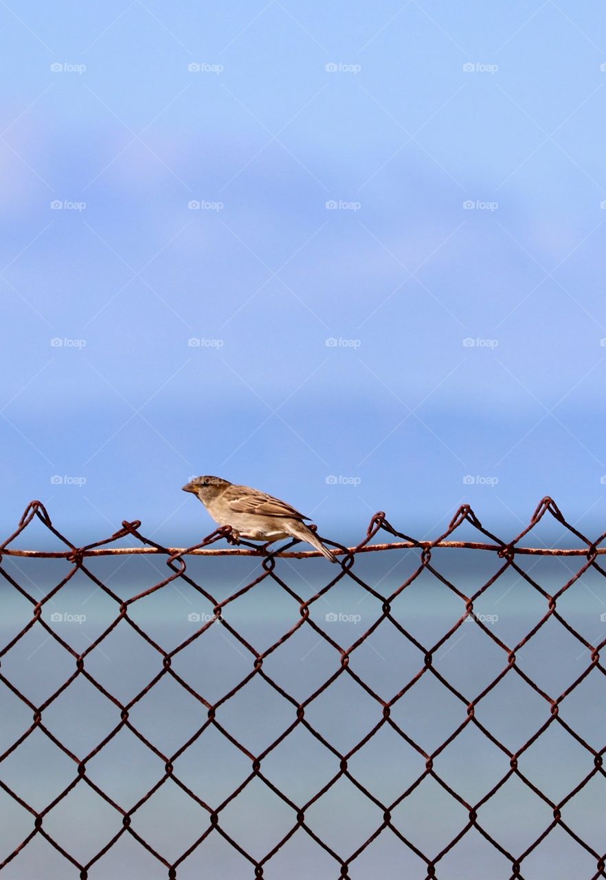 Single Sparrow bird sitting on chainlink face overlooking ocean 