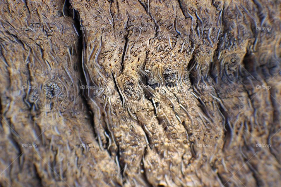Extreme close-up of tree bark