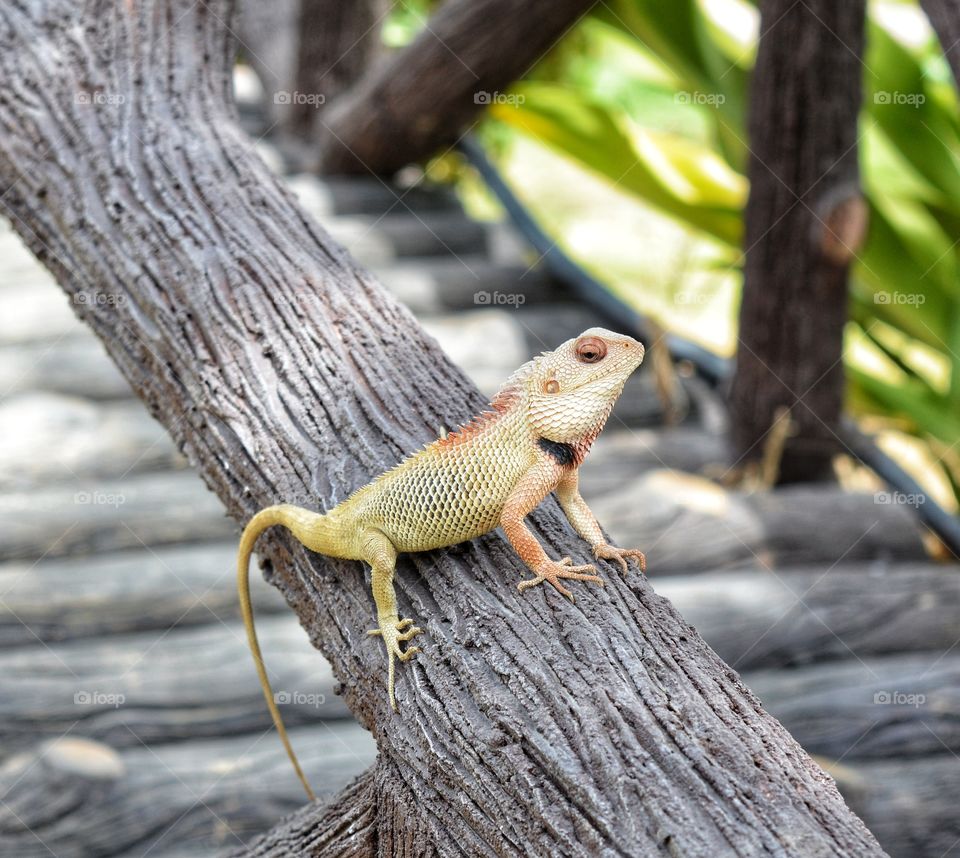 Chameleon in the garden. Freezing the moment. They freez it for colour change specialized species of lizards.Look at those eyes keeping eye on me.