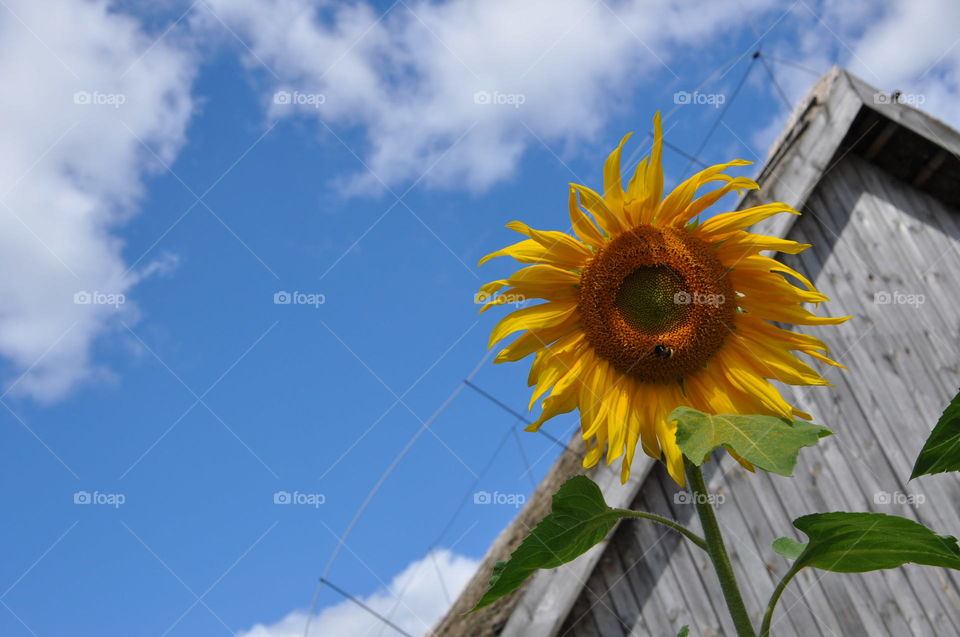 sunflower and sunny day
