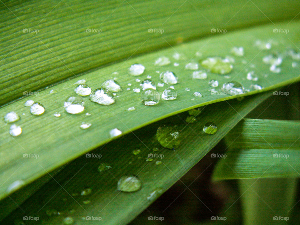 Drops of rain on the grass and spring foliage