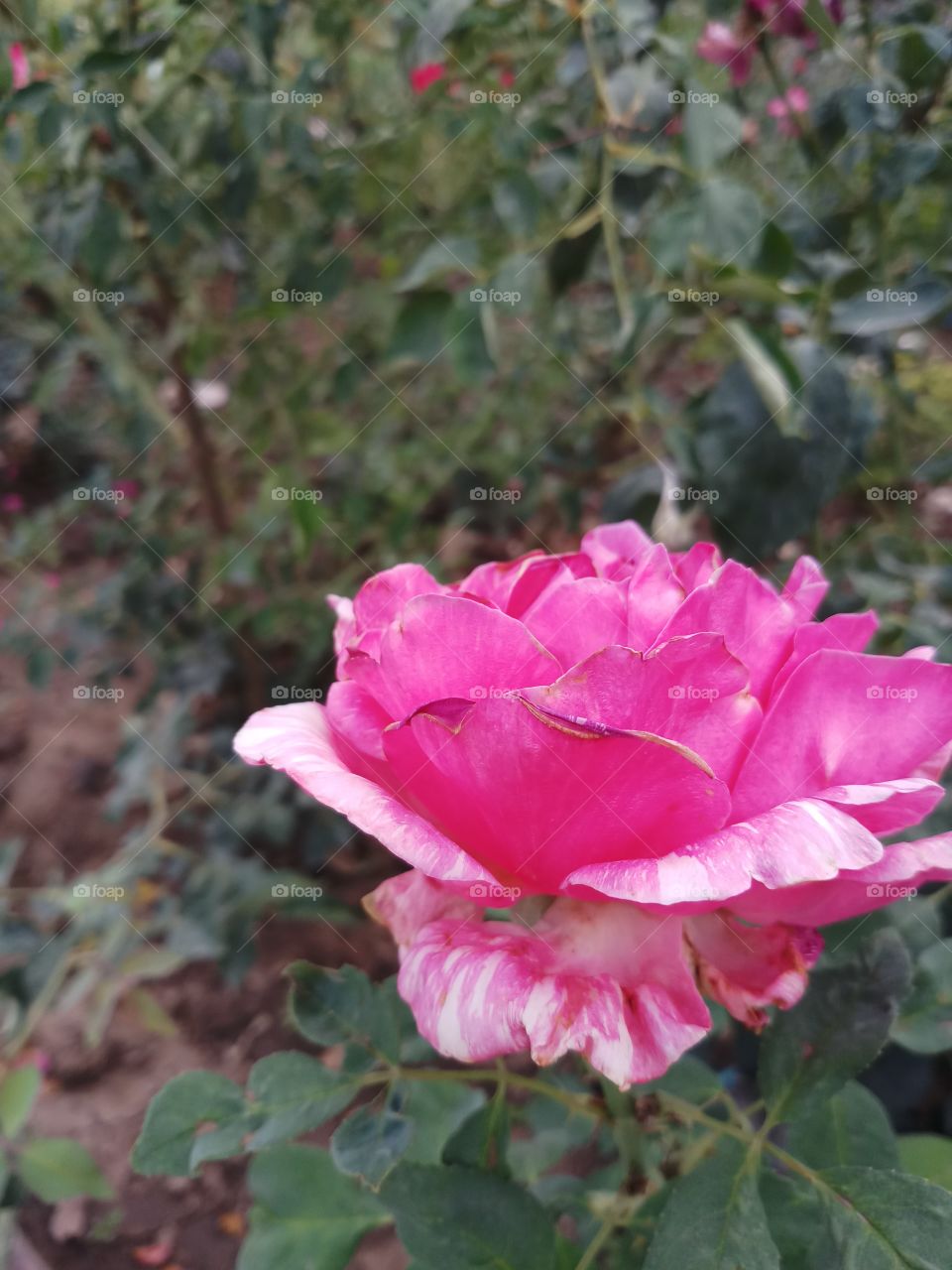 lotus colured rose