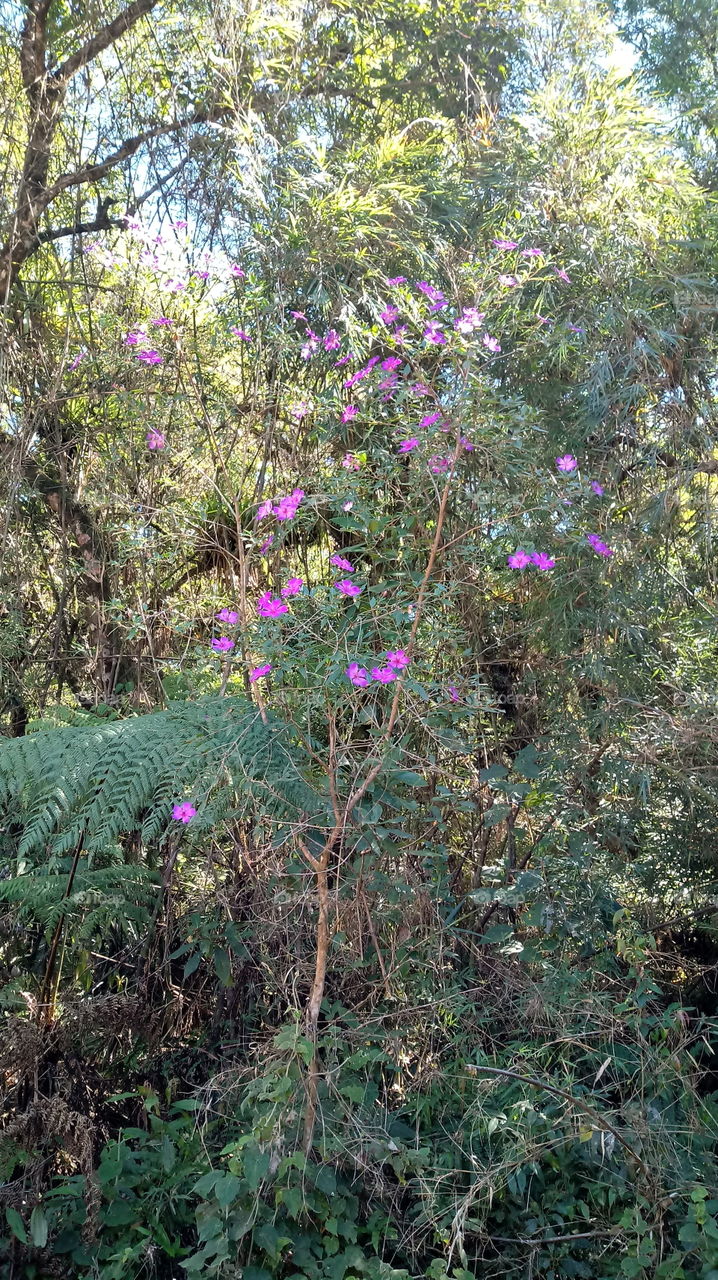FLORES NA FLORESTA