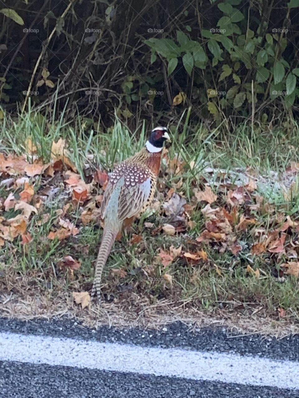 Ring neck pheasant 