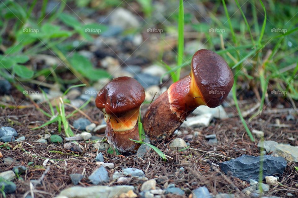 wild mushrooms