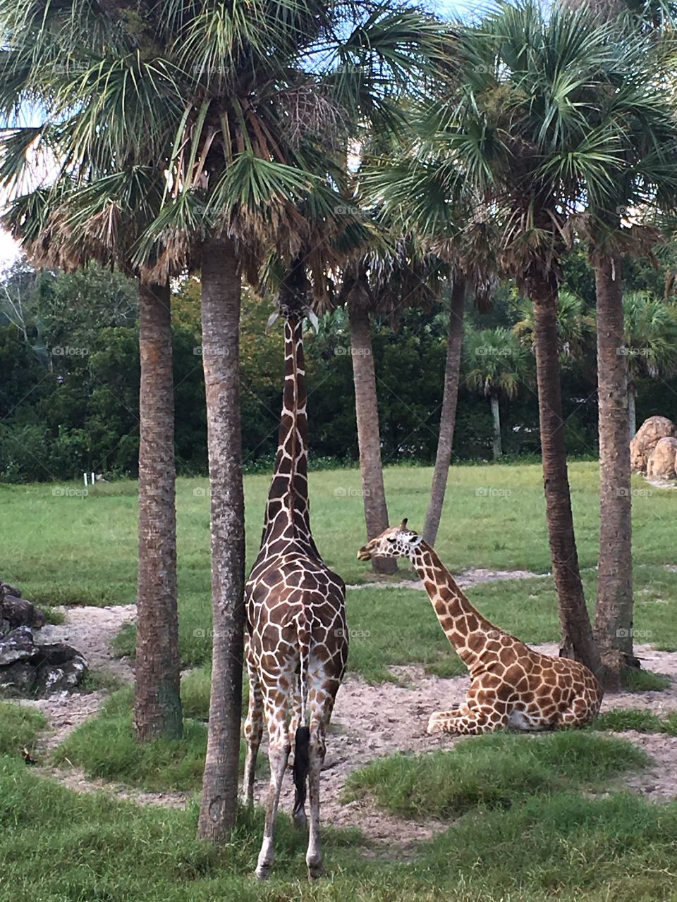 Giraffes