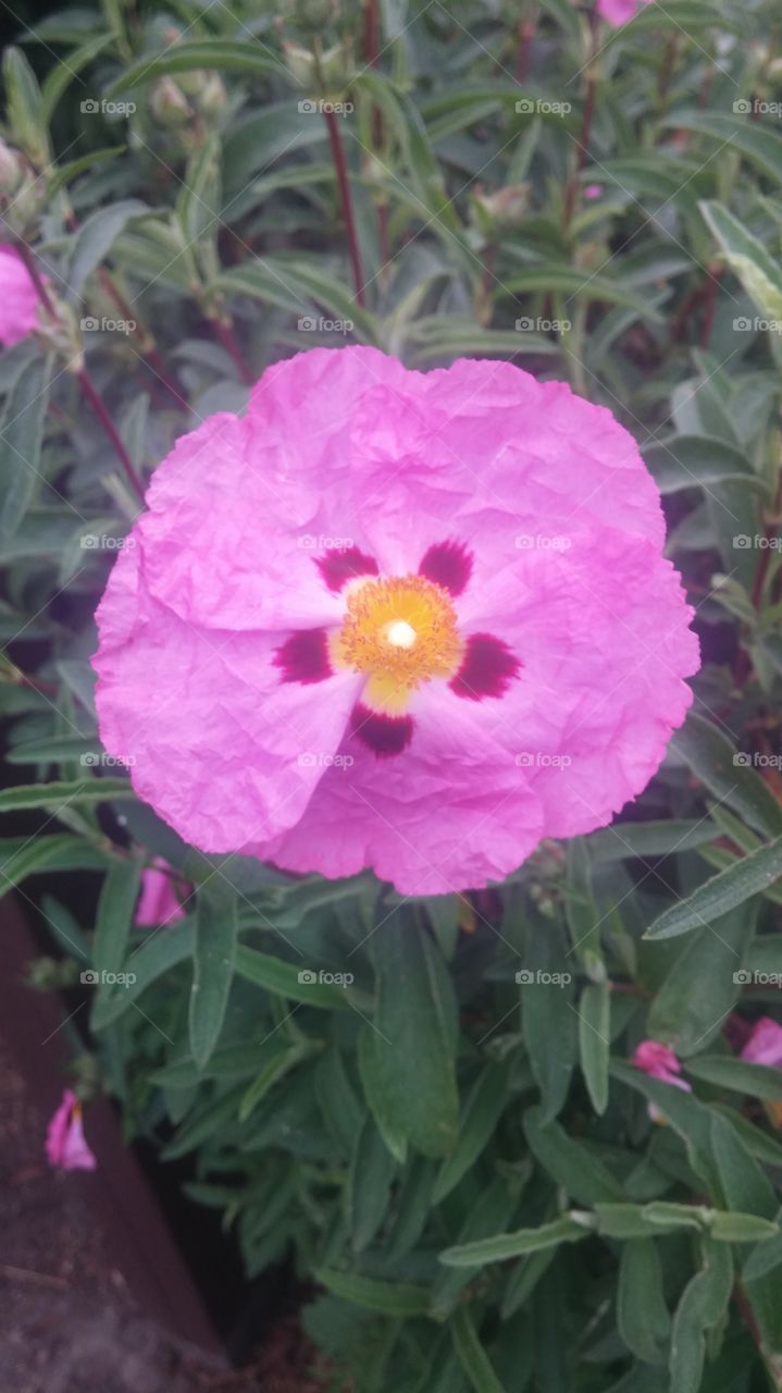 mallow. pink mallow family