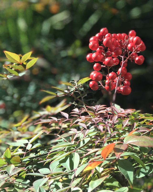 Springtime, not only flowers but also some berries