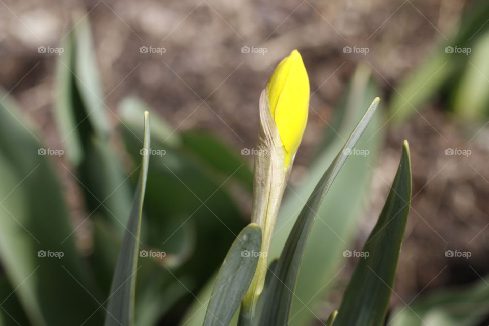 Daffodil
