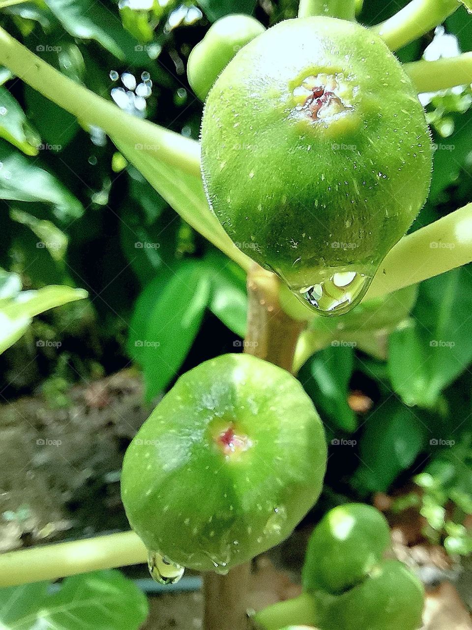 Fig