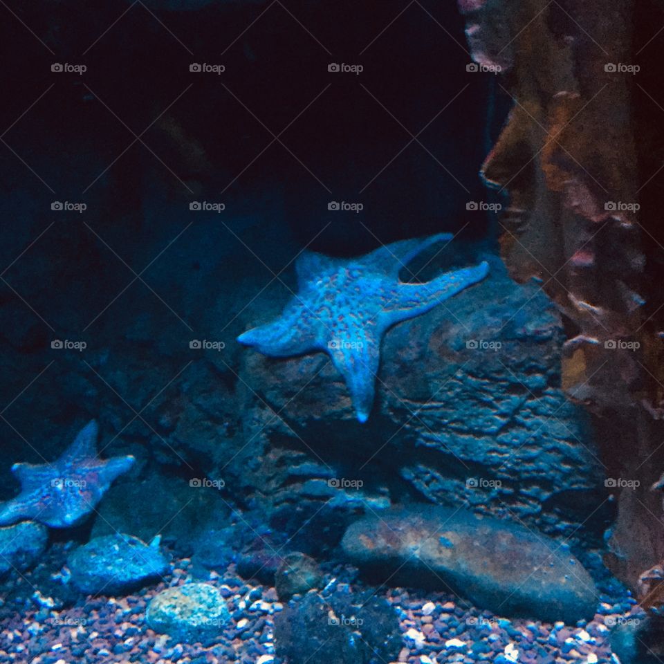 Underwater, Fish, No Person, Invertebrate, Water