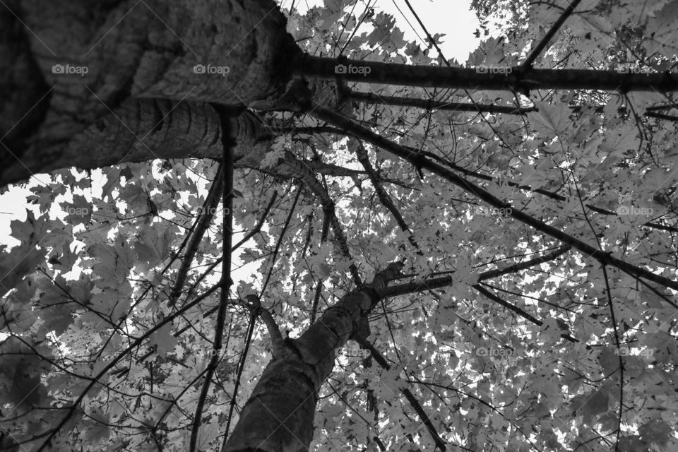 Looking up into the trees for this black and white exposure which highlights the leaves. 